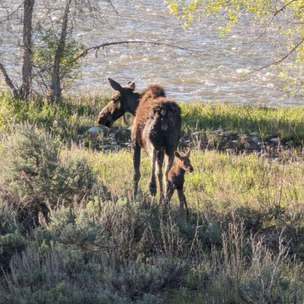 owybabs.bsky.social's profile picture