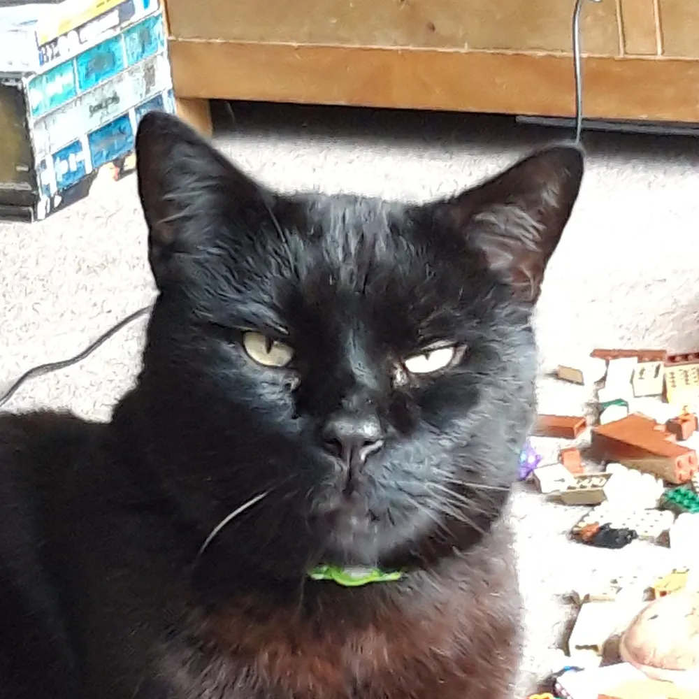 congorilla.bsky.social's profile picture