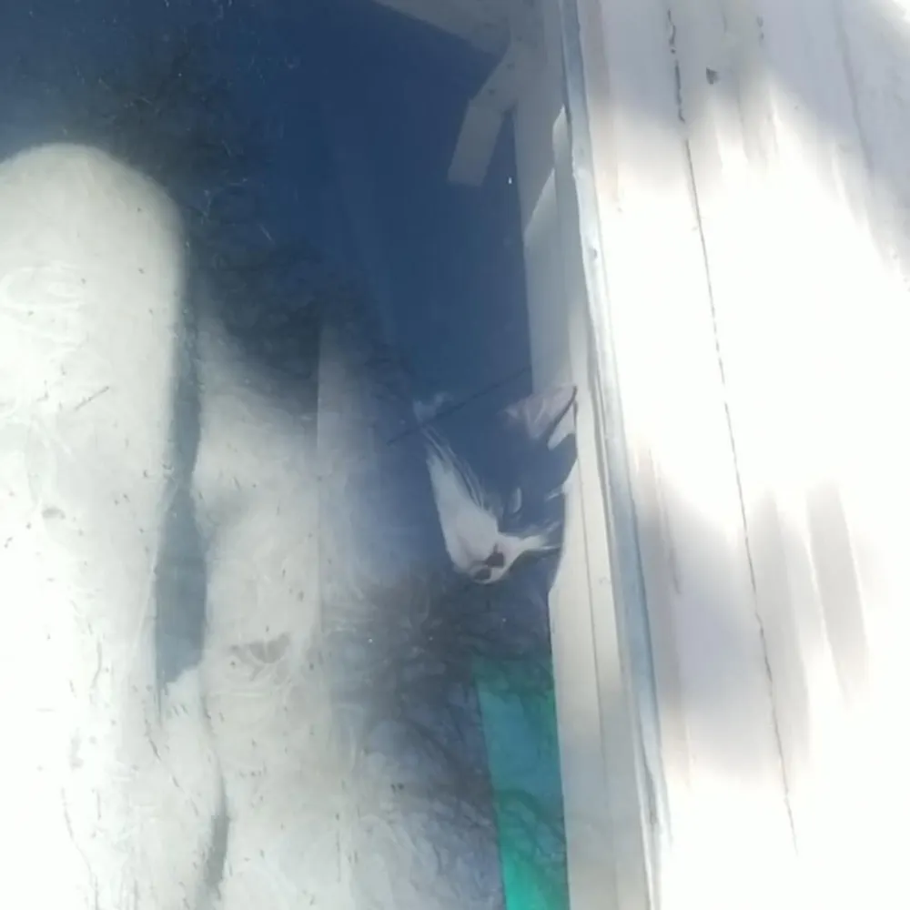 ashuraizumi.bsky.social's profile picture