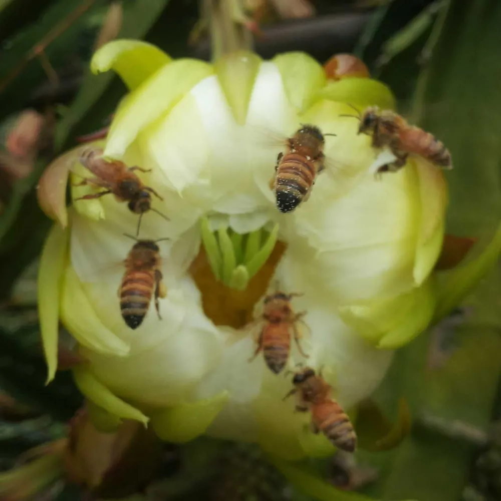 being.earth's profile picture