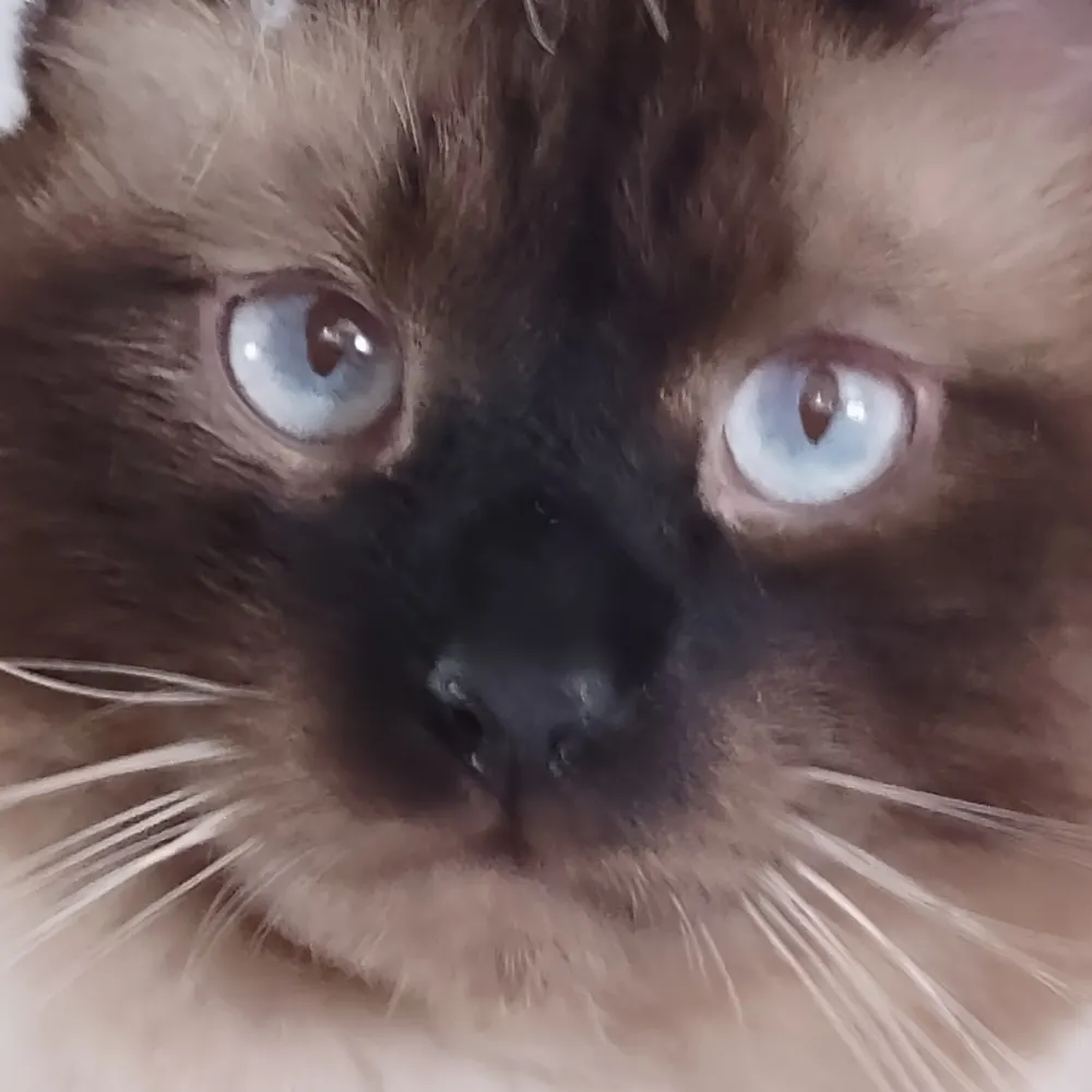 wandamocats.bsky.social's profile picture