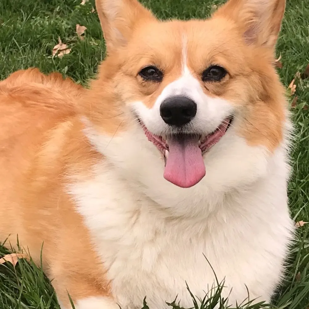 mesosuchus.bsky.social's profile picture