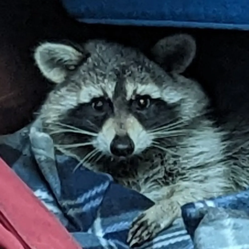 wxgeek.bsky.social's profile picture