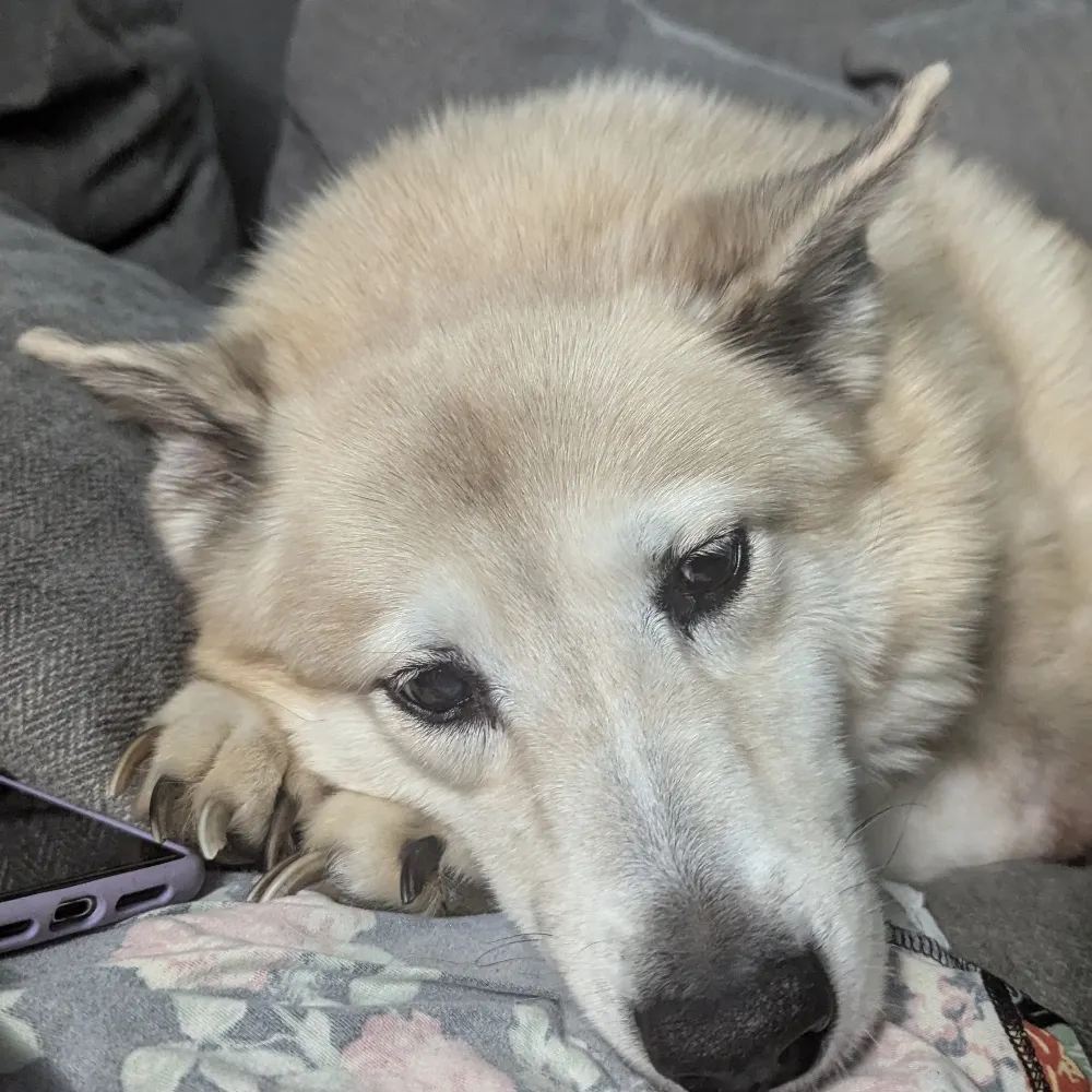 tamirel.bsky.social's profile picture