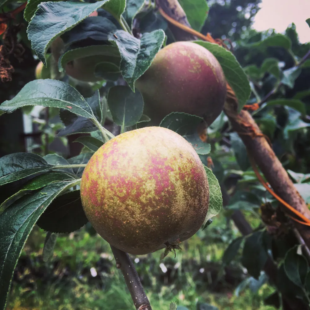 celesteramsay.bsky.social's profile picture