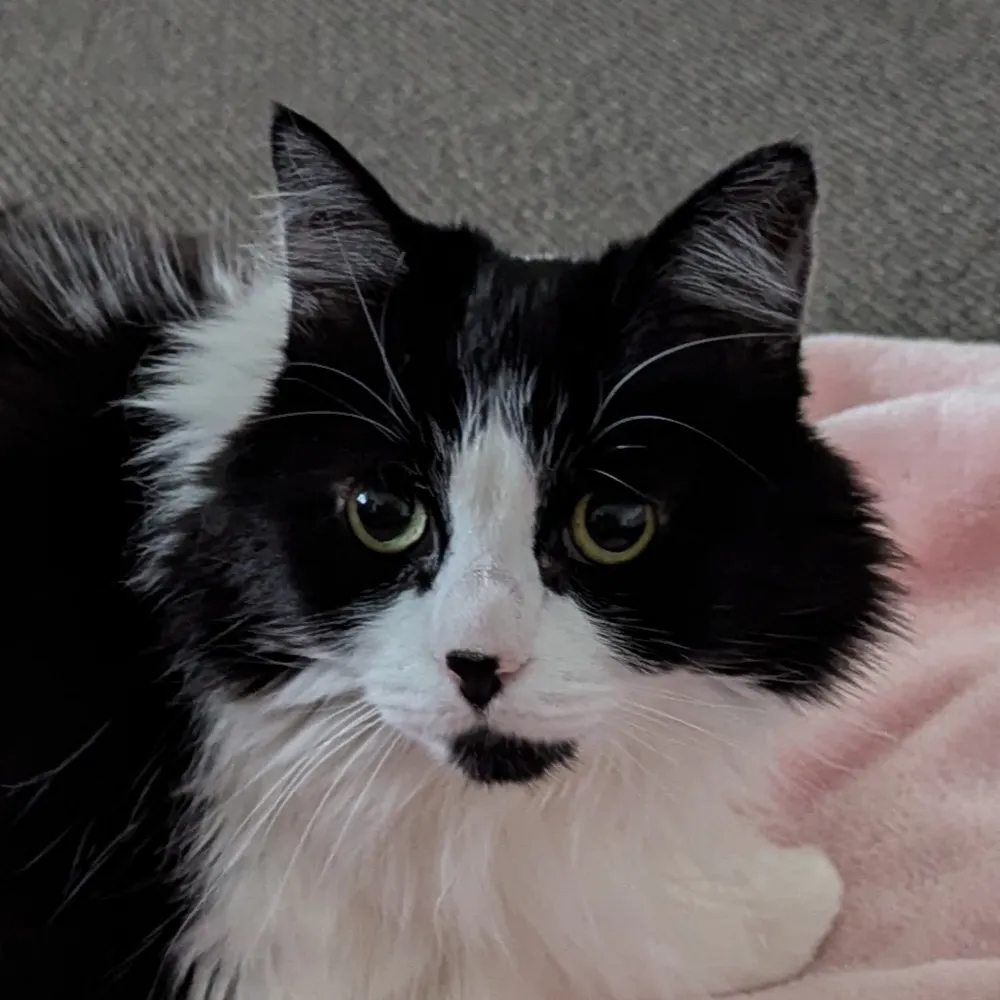 octet-stream.net's profile picture