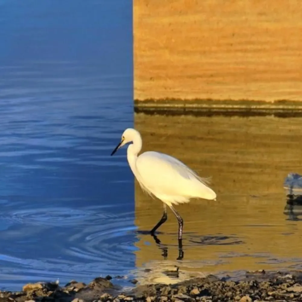 emorjie.bsky.social's profile picture