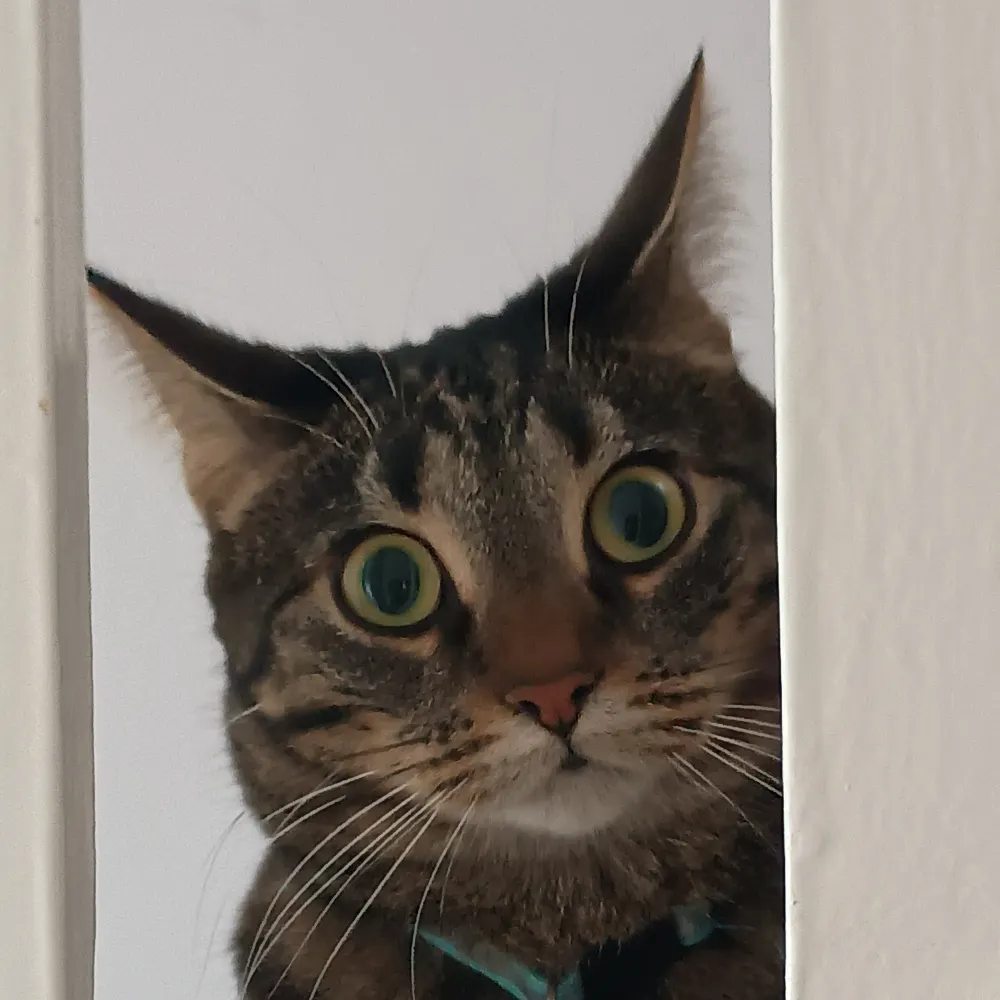 carucath.bsky.social's profile picture