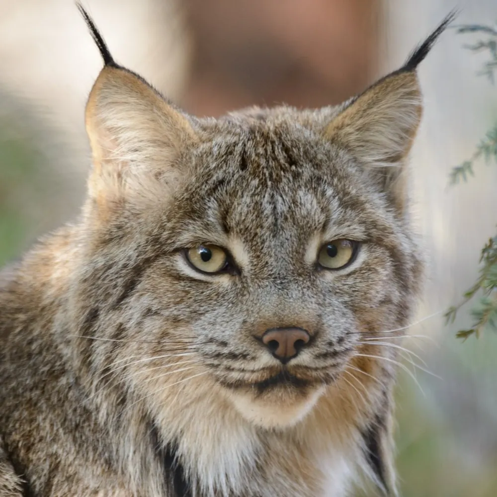 tootru.bsky.social's profile picture