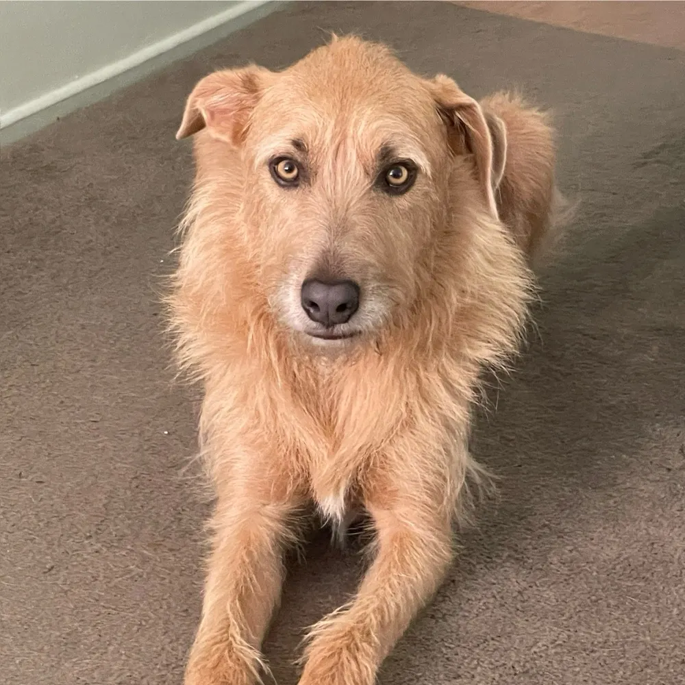 todddixon.bsky.social's profile picture