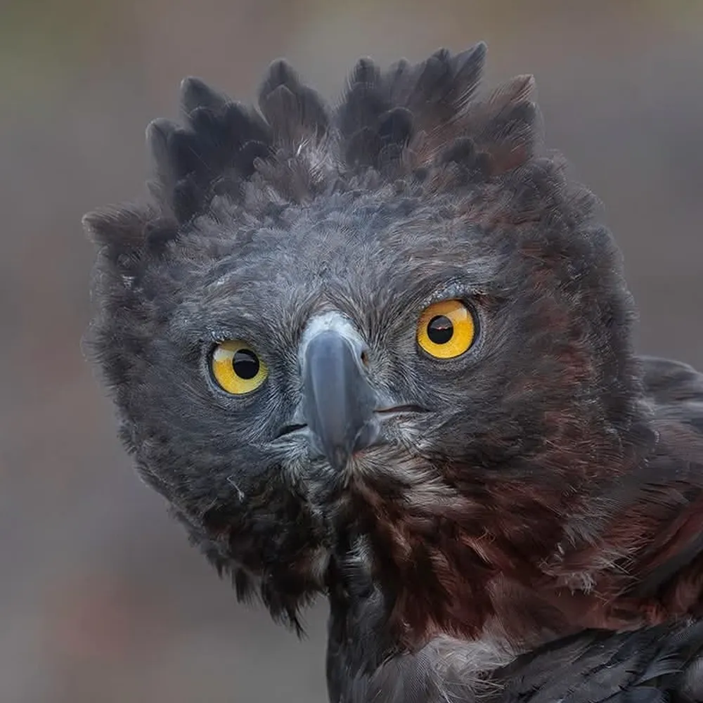 sixscales.bsky.social's profile picture