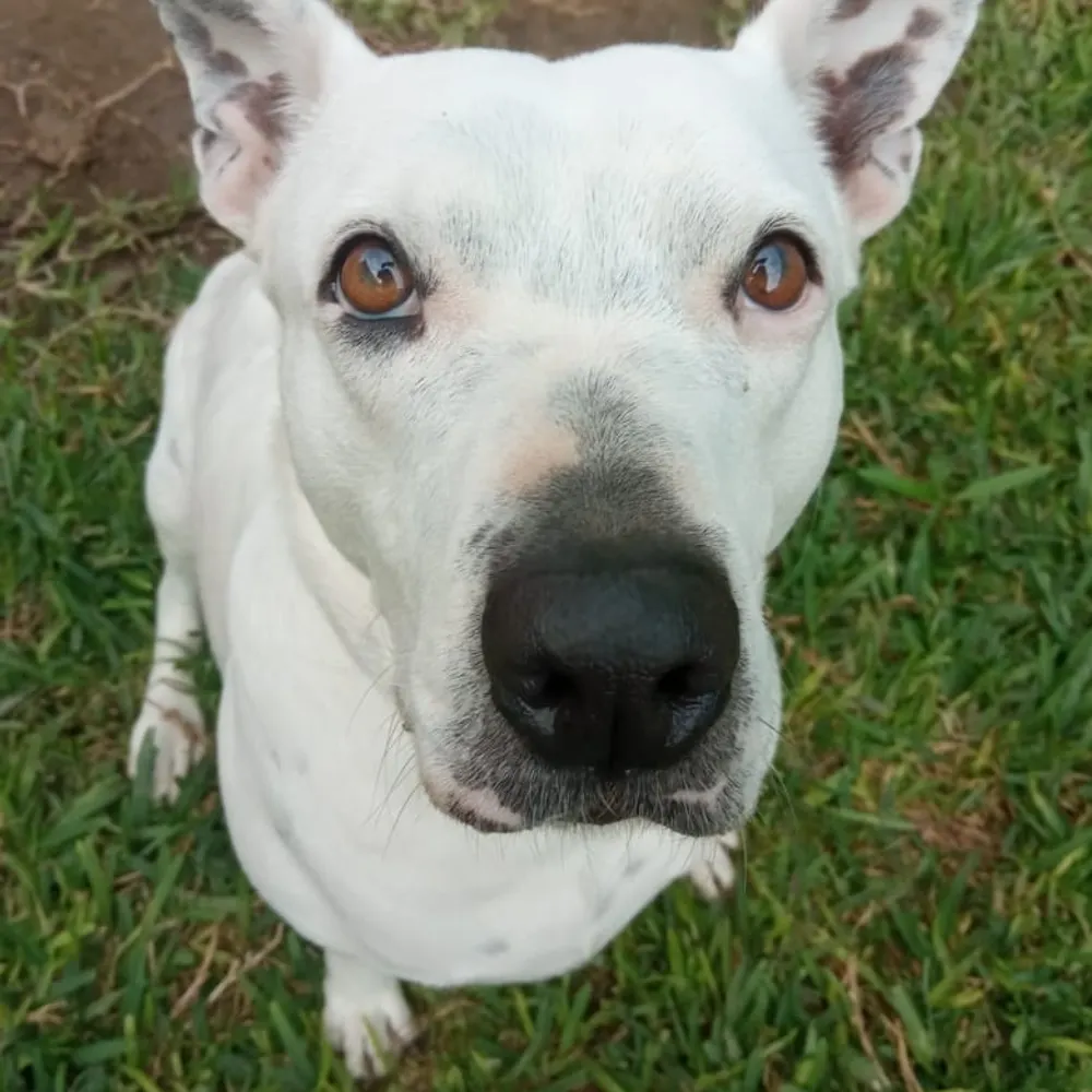 prestobal.bsky.social's profile picture