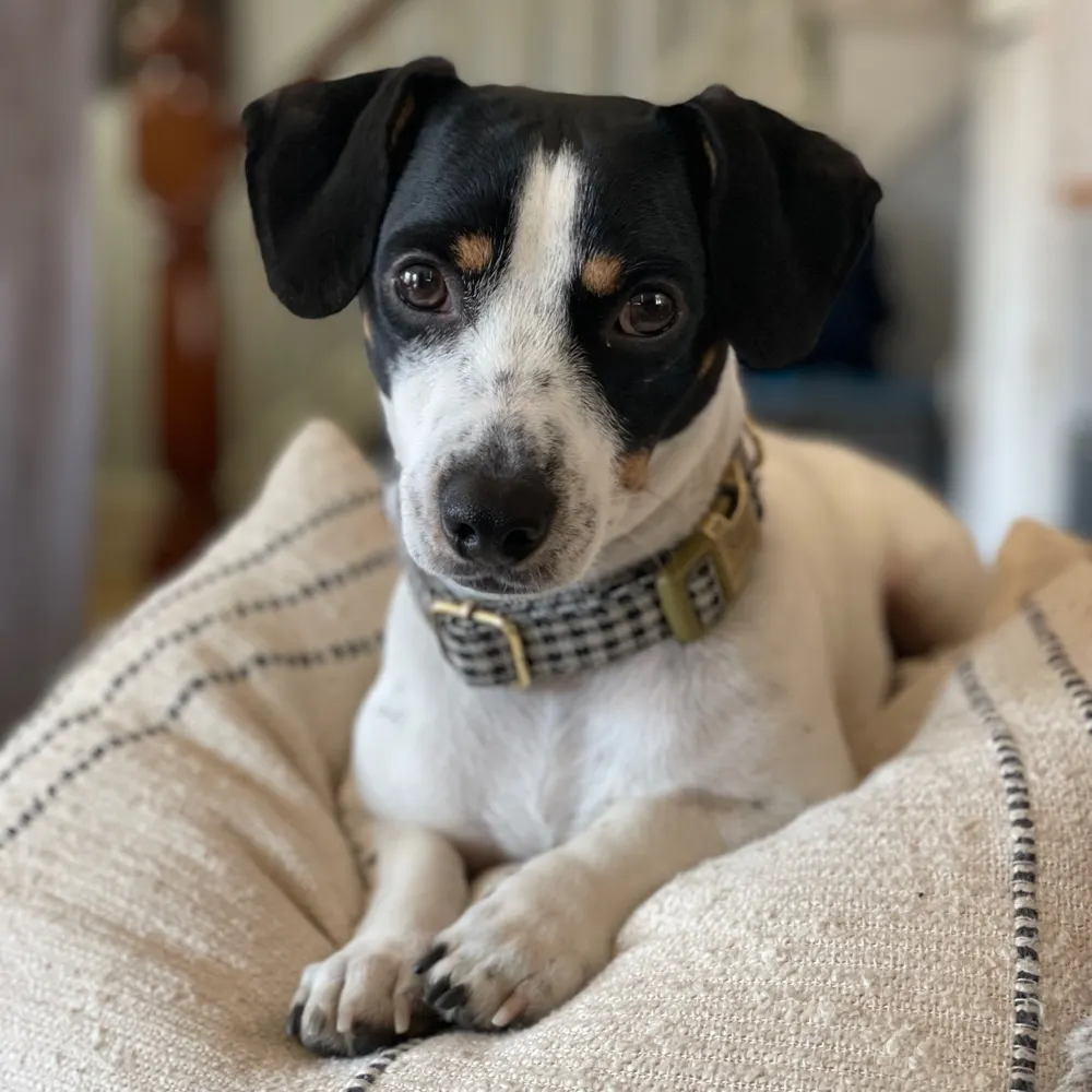 lizglasgow.bsky.social's profile picture