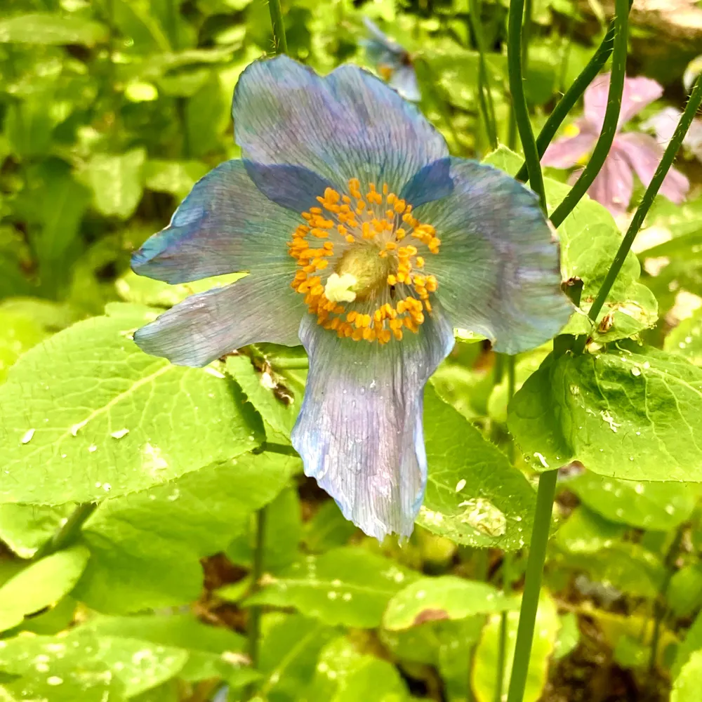 arts-letters.bsky.social's profile picture