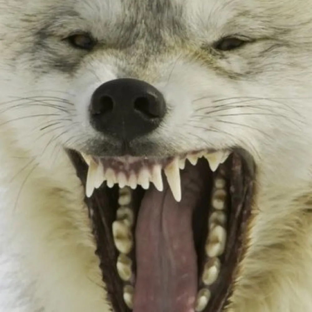 subversivegranny.bsky.social's profile picture