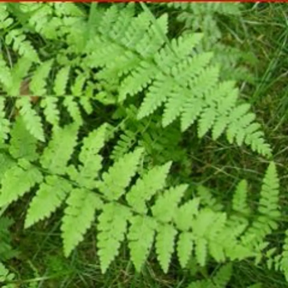 geezerwoman.bsky.social's profile picture