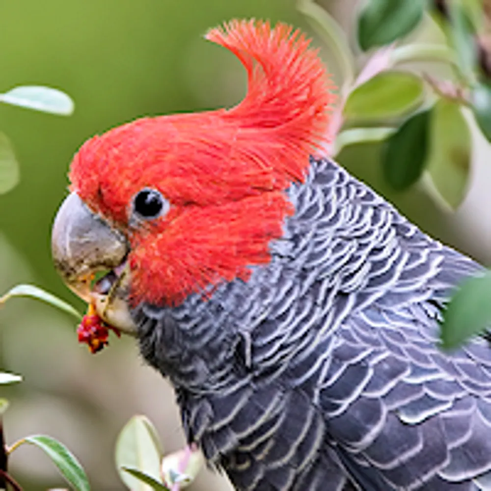 kelanoa.bsky.social's profile picture