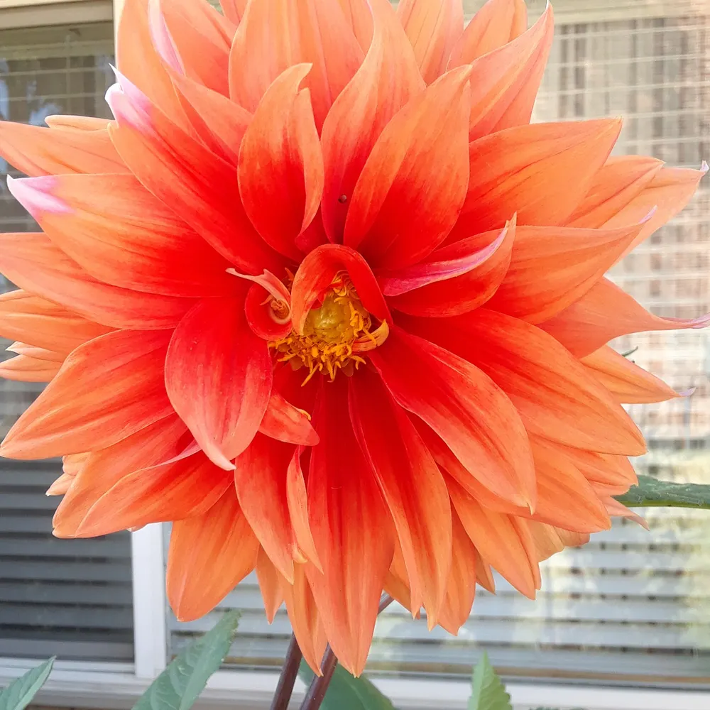 sisbo.bsky.social's profile picture