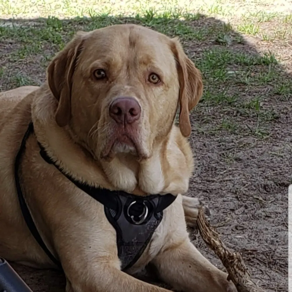 truebluetoola.bsky.social's profile picture