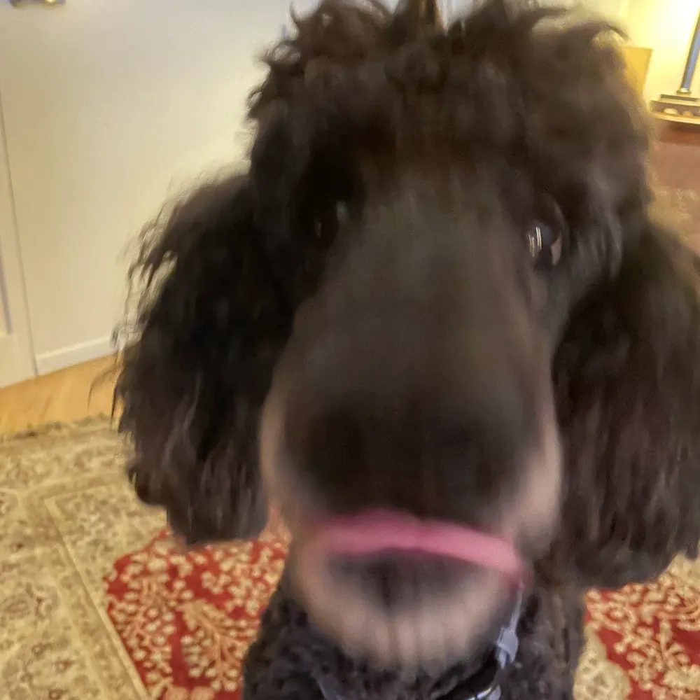 nwinsborough.bsky.social's profile picture