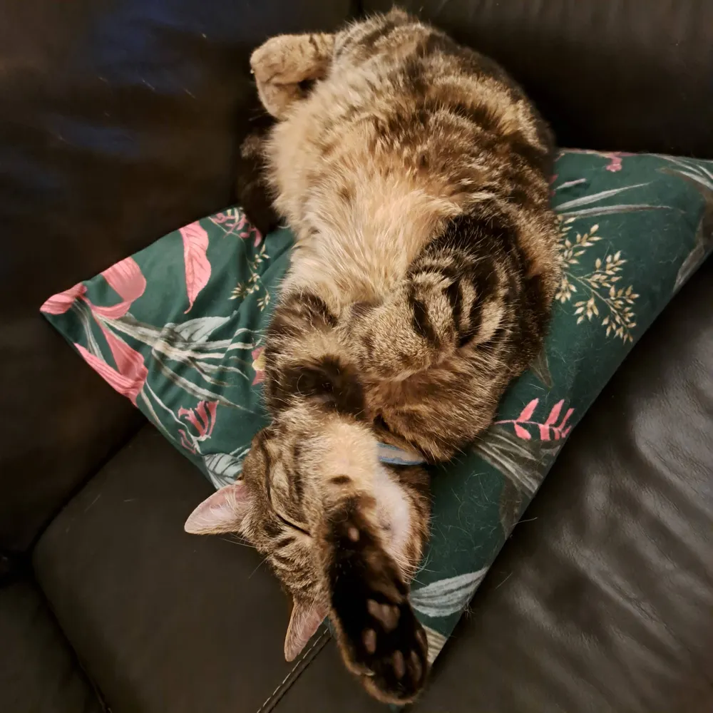 cjnmcg.bsky.social's profile picture