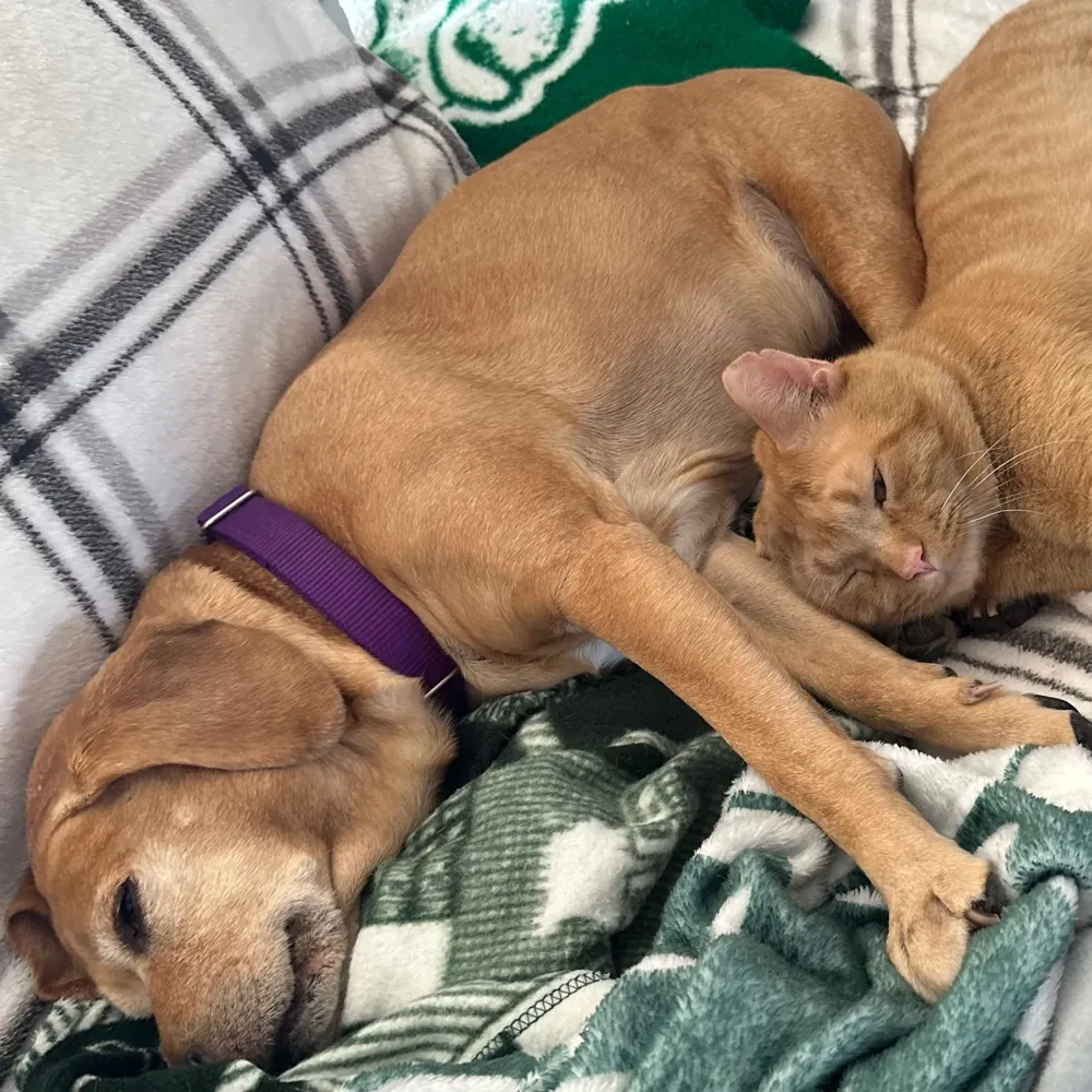 spert.bsky.social's profile picture