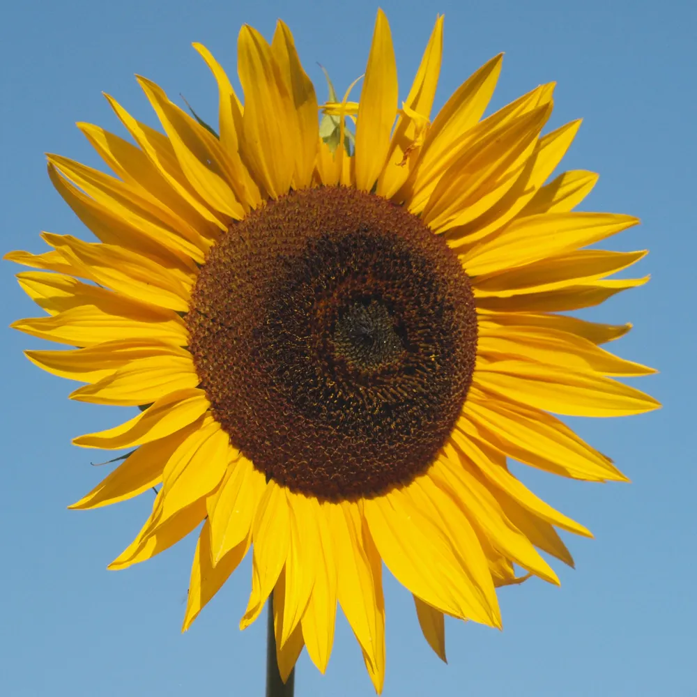 geopolitis.bsky.social's profile picture