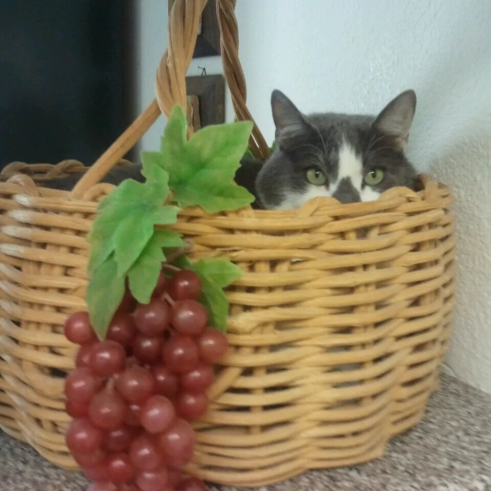 ikycat.bsky.social's profile picture