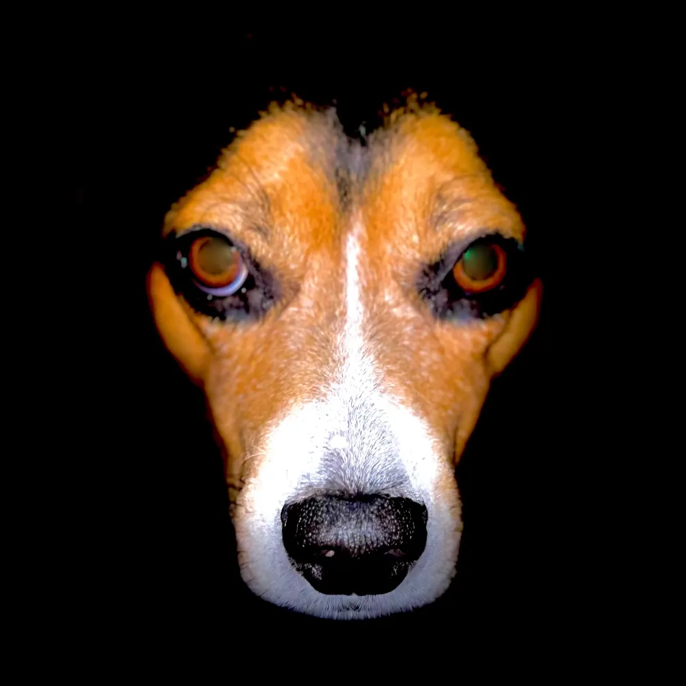 eagle1776.bsky.social's profile picture