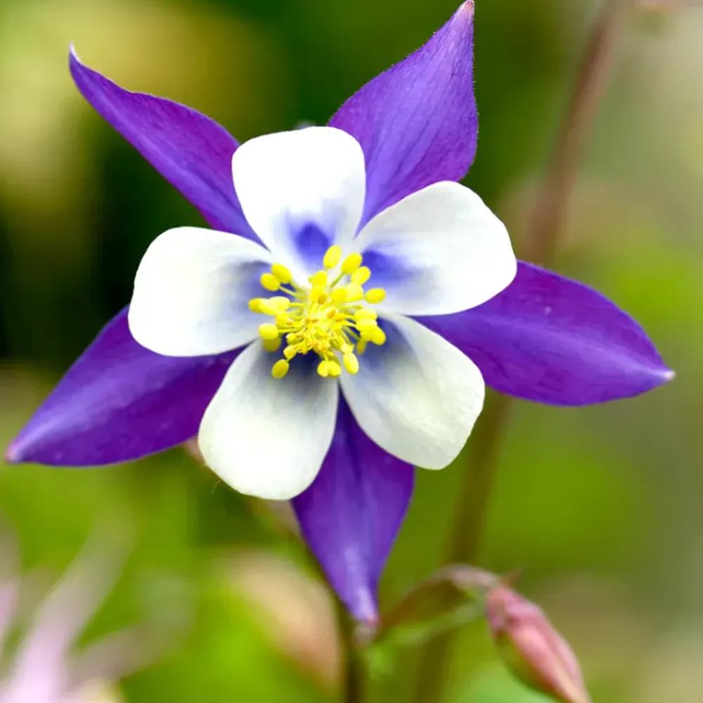 atricebea.bsky.social's profile picture