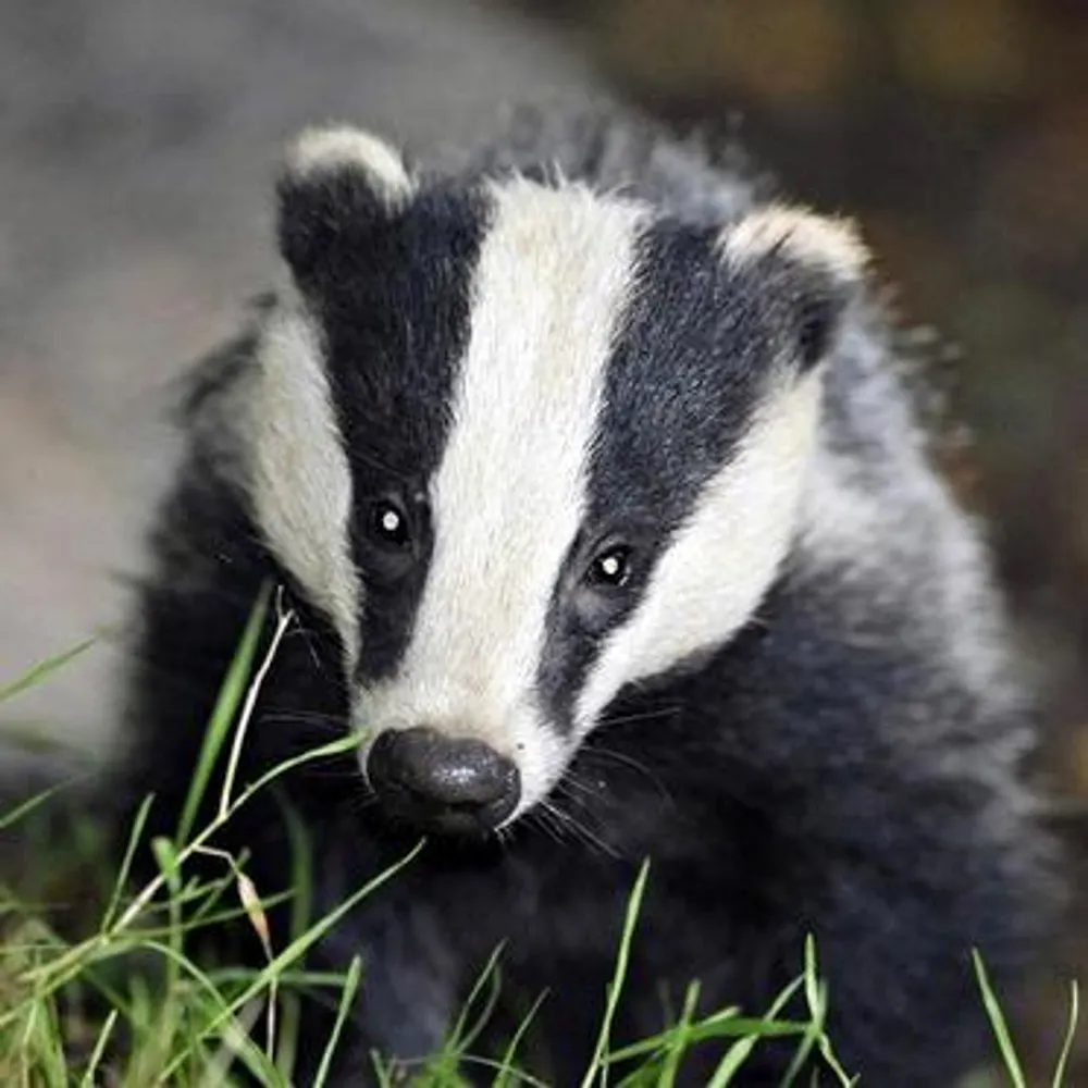 ecowarriorss.bsky.social's profile picture