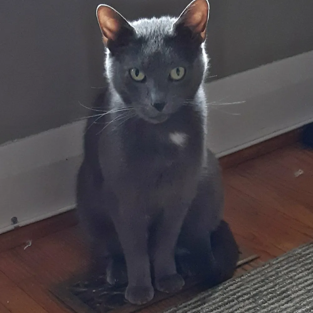 jewelowisdom.bsky.social's profile picture