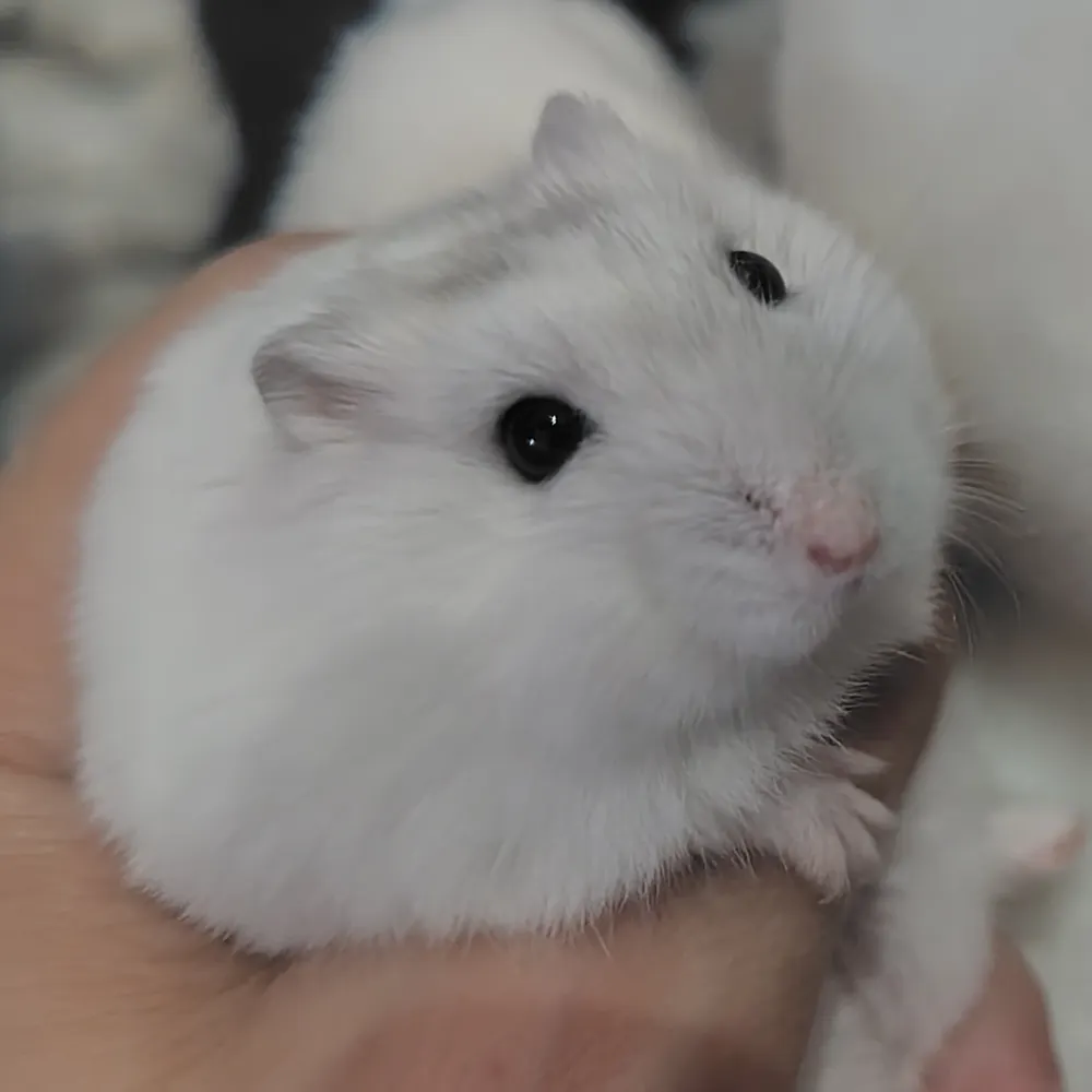 nozomi-s131415.bsky.social's profile picture