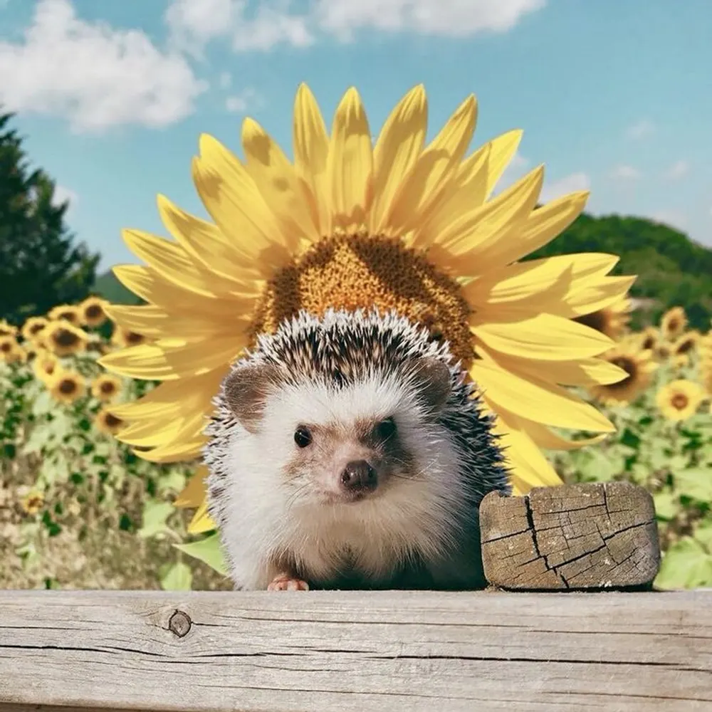 dalassa.bsky.social's profile picture