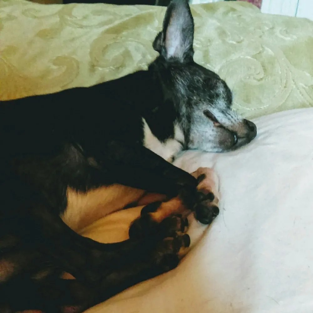 c0smicgoober.bsky.social's profile picture