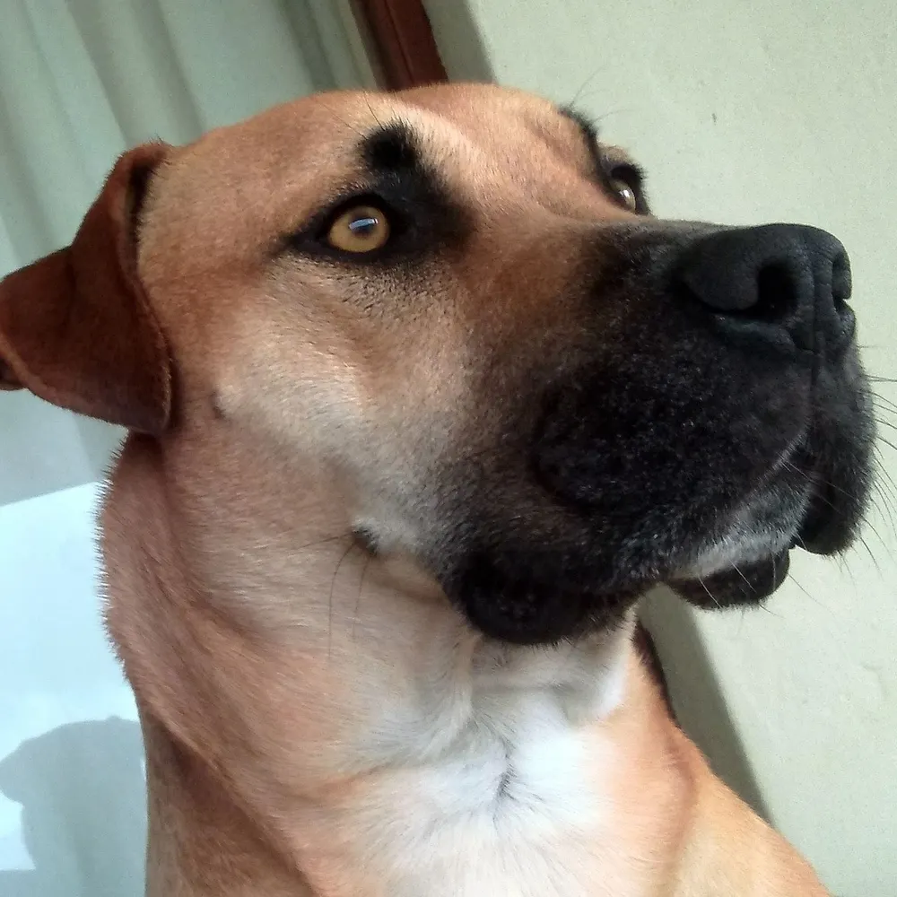 codyridgeback.bsky.social's profile picture
