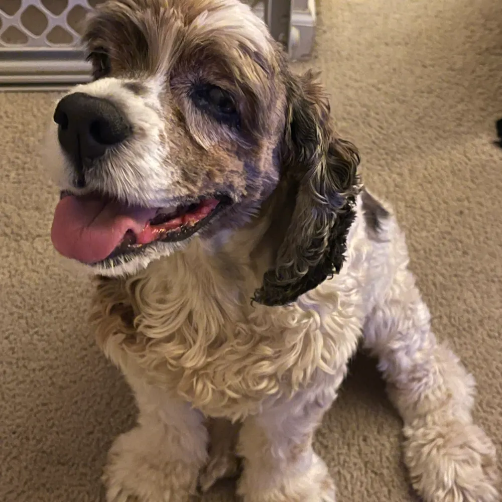 poet-baker.bsky.social's profile picture