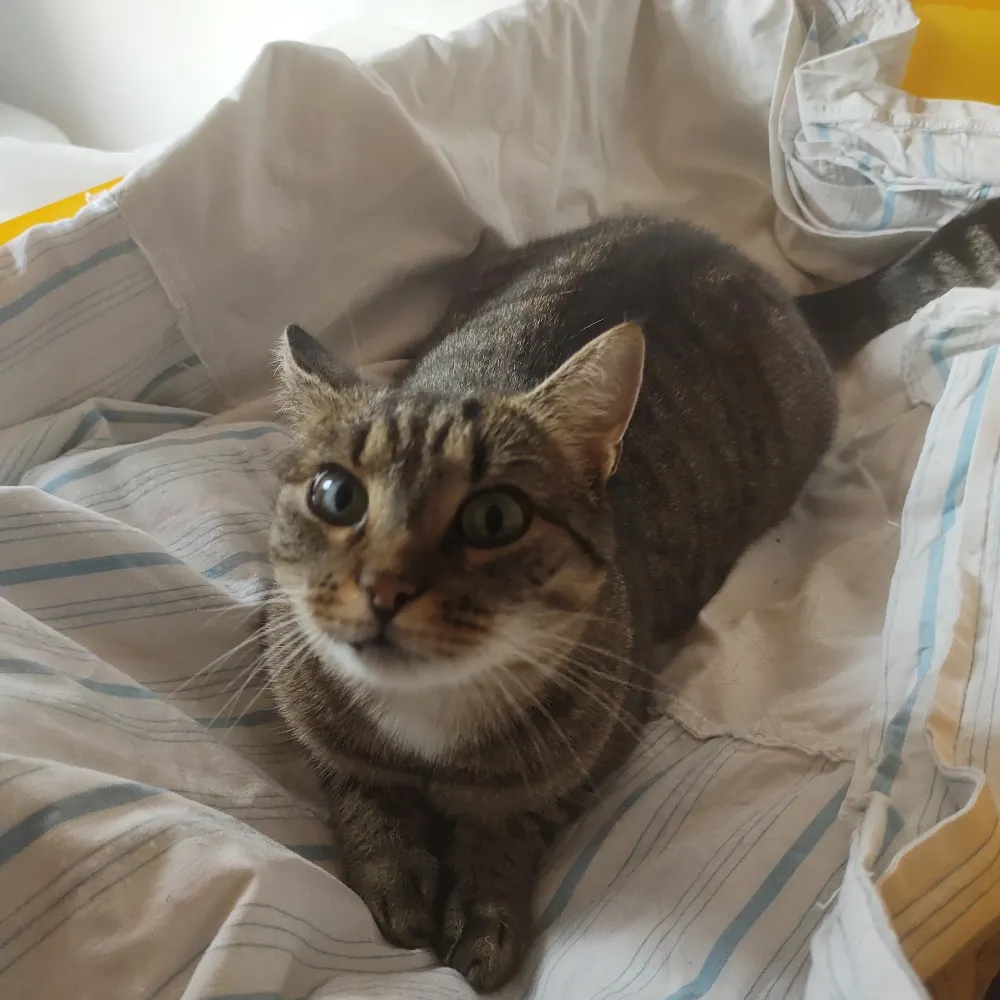 czechmorticia.bsky.social's profile picture