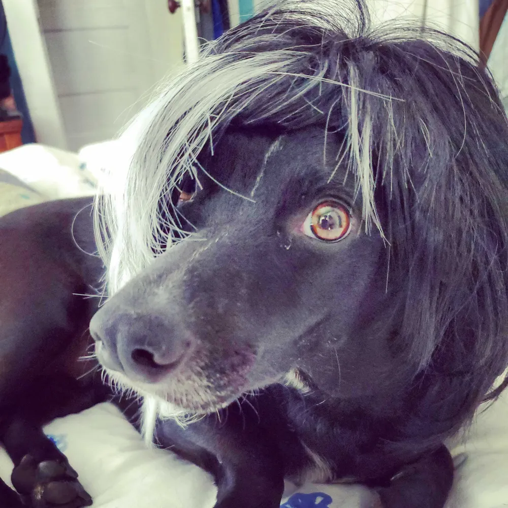 catsanddragons.bsky.social's profile picture