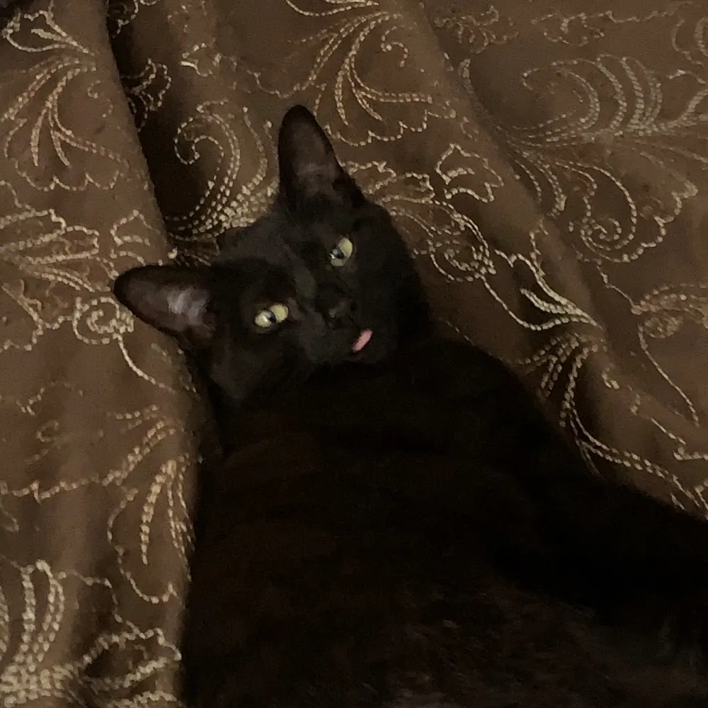 aclockworkduck.bsky.social's profile picture