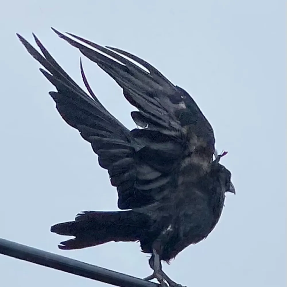 jonbailiff.bsky.social's profile picture