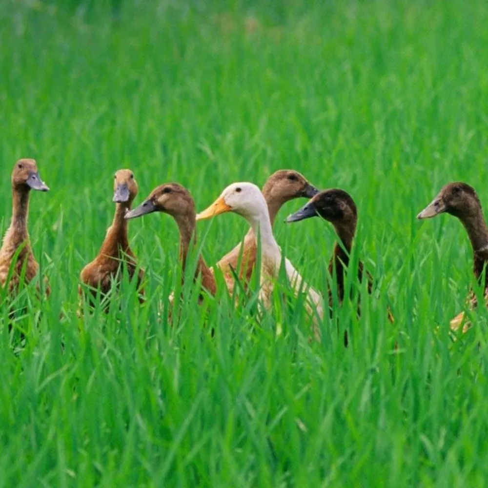 maengasgenidjt.bsky.social's profile picture