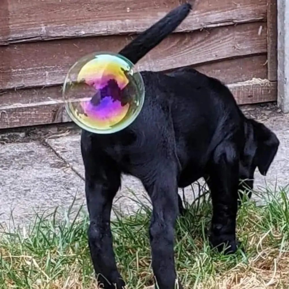 prettybubble.bsky.social's profile picture