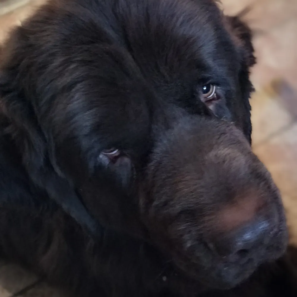 1bigdog.bsky.social's profile picture