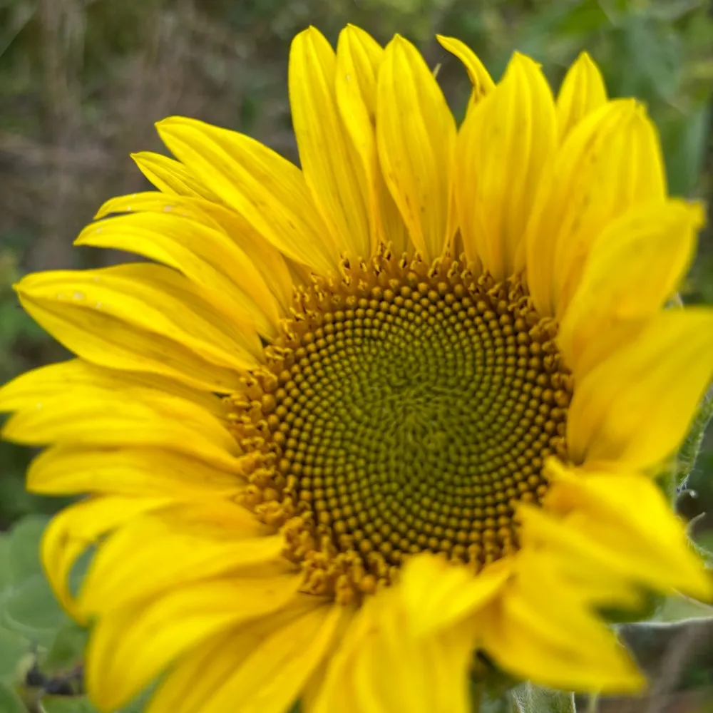 bewareofthephog.bsky.social's profile picture