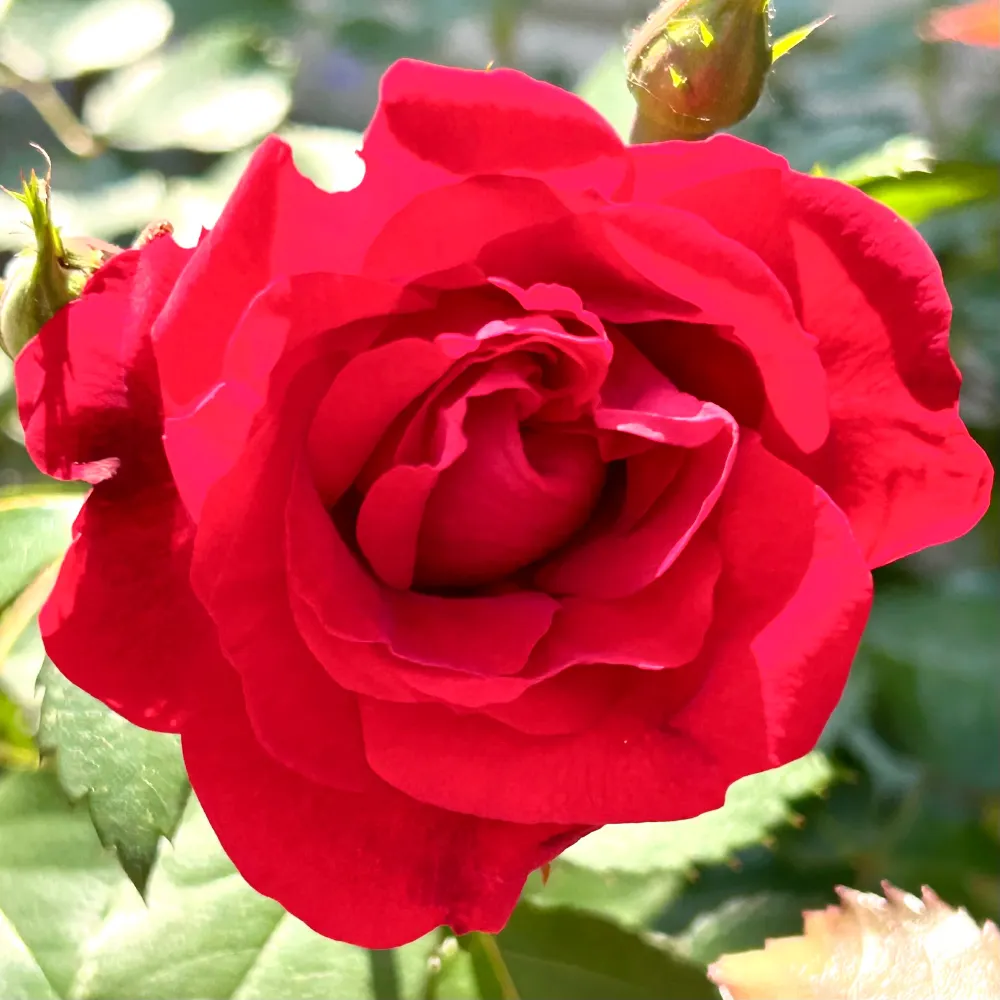 loveemmarose.bsky.social's profile picture