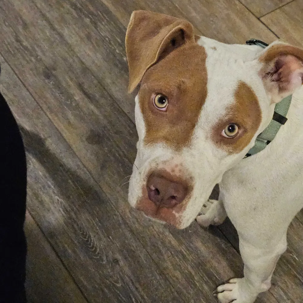 pawsagainsttrump.bsky.social's profile picture