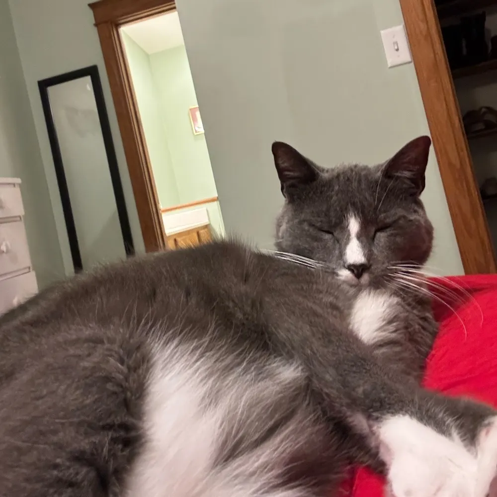 opaoni.bsky.social's profile picture