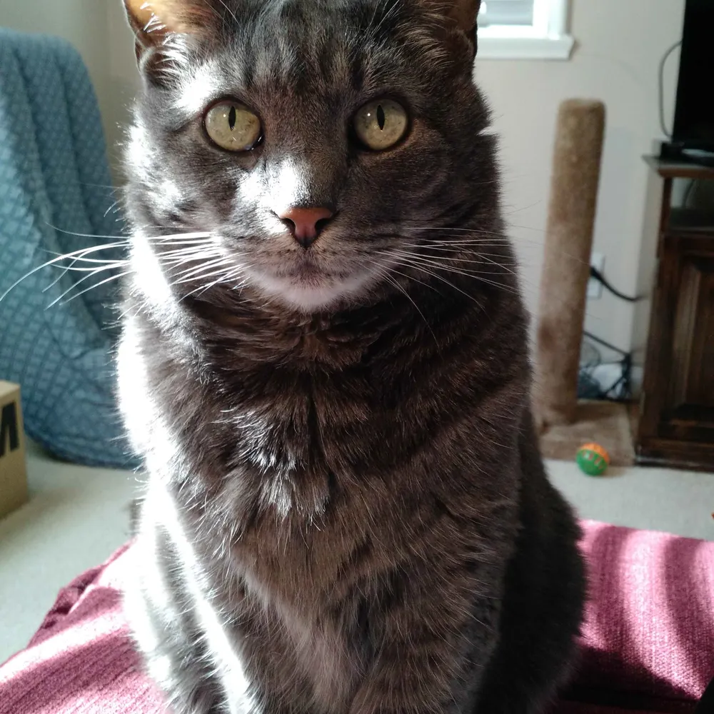 techwriter99.bsky.social's profile picture