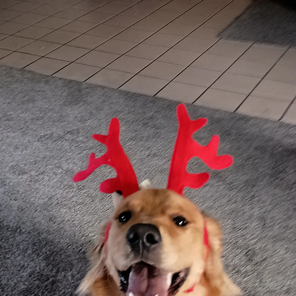 goldenretrieverear.bsky.social's profile picture